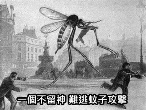 蚊子梗圖 陸龜養陽台
